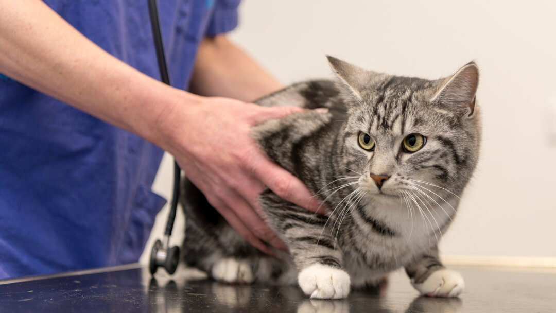 Hyperthyroidism in cats store diet